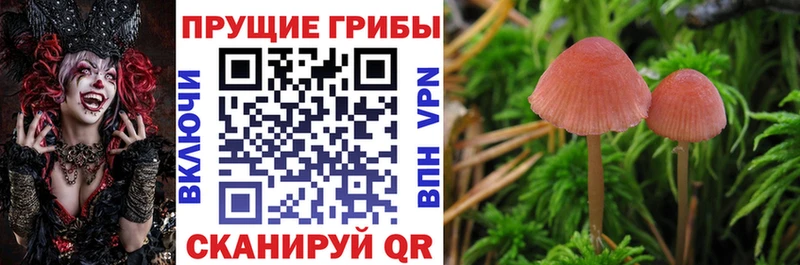 где купить наркоту  Щучье  Галлюциногенные грибы MAGIC MUSHROOMS 